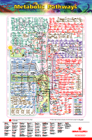 IUBMB-Nicholson: Metabolic Pathways Chart