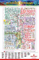 Biochemical Pathways Wall Chart